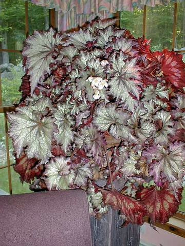 B. ‘Logee’s Lalomie’
